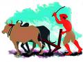 शेतकऱ्यावर निसर्गासोबतच प्रशासनाची अवकृपा - Marathi News | The humiliation of the administration on the farmer along with nature | Latest yavatmal News at Lokmat.com
