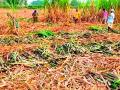 जिल्ह्यात उसाचे लागवड क्षेत्र यंदा एक हजार हेक्टरने वाढले - Marathi News | The area under sugarcane cultivation in the district has increased by one thousand hectares this year | Latest yavatmal News at Lokmat.com