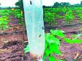 बोंडअळीच्या उद्रेकात सरकारी सापळे गायब - Marathi News | Government traps disappeared in the fall of the Bondwali | Latest yavatmal News at Lokmat.com
