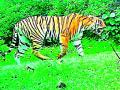 ६० वन कर्मचाऱ्यांची फौज वाघांच्या मागावर - Marathi News | The army of 60 forest workers behind the tigers | Latest yavatmal News at Lokmat.com