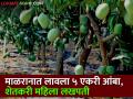 माळरान जमिनीत ५ एकरावर फुलविली केशर आंब्याची बाग , मिळाले ५५ लाखांचे उत्पादन! - Marathi News | A saffron mango garden was planted on 5 acres of silt in the Malran land, got a production of 55 lakhs! | Latest agriculture News at Lokmat.com