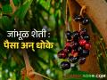 जांभूळ लागवड करताय? जेवढे पैसे मिळतात तेवढेच आहेत धोके! जाणून घ्या सविस्तर - Marathi News | Planting jambhul cultivation farmer horticultureThere are risks money Know in detail | Latest agriculture News at Lokmat.com