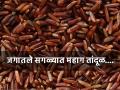 जगातले सगळ्यात महाग तांदूळ, किंमत वाचूनच व्हाल अवाक्.... - Marathi News | World's most expensive rice if eaten by old people they remain young the price is so high | Latest jarahatke News at Lokmat.com