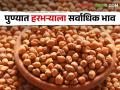 पुणे बाजारसमितीत हरभऱ्याला सर्वाधिक भाव, क्विंटलमागे मिळताहेत… - Marathi News | Maharashtra harbhara market: Harbhara fetches the highest price per quintal in the Pune market committee. | Latest agriculture News at Lokmat.com