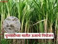 चुनखडीच्या जमिनीत ऊस पिकाचे नियोजन कसे करावे? - Marathi News | sericulture farminh silk uzi fly management shed farmer silk farming silk warm | Latest agriculture News at Lokmat.com