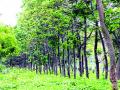 वृक्षप्राधिकरण समितीची पुनर्रचना - Marathi News |  Reorganization of the Tree Authorization Committee | Latest nashik News at Lokmat.com