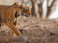 अमरावती जिल्ह्यातले वाघोबा मध्यप्रदेशच्या जंगलात शिरले - Marathi News | Tiger of Amravati district entered the forest of Madhya Pradesh | Latest amravati News at Lokmat.com