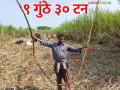 Sugarcane Production : नऊ गुंठे क्षेत्रामध्ये तब्बल ३० टन उसाचे विक्रमी उत्पादन - Marathi News | Sugarcane Production : Record production of 30 tons of sugarcane in nine gunthas of area | Latest agriculture News at Lokmat.com
