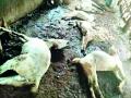 बिबट्याच्या हल्ल्यात सात शेळ्या, दहा कोंबड्या ठार - Marathi News | Seven goats, ten chickens killed in leopard attack | Latest amravati News at Lokmat.com