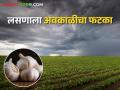 लसणाला अवकाळीचा फटका, बाजारात अशा झाल्या किमती - Marathi News | Garlic has been hit by bad weather, prices have become like this in the market | Latest agriculture News at Lokmat.com
