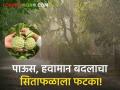 Pune : पावसामुळे पुरंदरच्या सिताफळ उत्पादकांना फटका! दरही कमी, निर्यातीवर परिणाम - Marathi News | Pune: Due to the rain, the fruit growers of Purandar are hit! Low rates also affect exports | Latest agriculture News at Lokmat.com