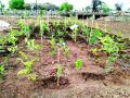 पोफळीत वृक्ष लागवडीचा ‘मियावाकी’ पॅटर्न - Marathi News | 'Miyawaki' Pattern of Planting Tree | Latest buldhana News at Lokmat.com