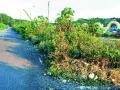 पसारा बोगनवेलीचा... - Marathi News | Pacea Bougainvillea's ... | Latest nashik News at Lokmat.com