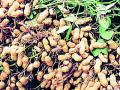 उन्हाळी भुईमुगातून दहा लाखांचे उत्पादन - Marathi News | Production of ten lakhs from summer groundnut | Latest chandrapur News at Lokmat.com