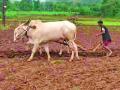पशुधन घटल्याने मशागतीवर परिणाम - Marathi News | Due to decrease of livestock, the effect on paddy cultivation | Latest chandrapur News at Lokmat.com