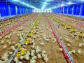 शेतकऱ्याचे स्वयंचलित कुक्कुट पालन - Marathi News | Farmer's automatic poultry farming | Latest chandrapur News at Lokmat.com
