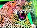 वर्षभरात बिबट्याने घेतला पाच जणांचा बळी - Marathi News | During the year, leopards killed five people | Latest chandrapur News at Lokmat.com