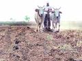 खरिपासाठी कृषी विभागही गुंतला - Marathi News | The Agriculture Department is also involved in Kharif | Latest chandrapur News at Lokmat.com