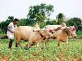 खडकी परिसरात शेतीच्या पेरणी कामांना वेग - Marathi News | Accelerate agricultural sowing in rocky areas | Latest nashik News at Lokmat.com