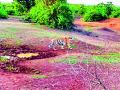 वाघाची दहशत वाढली - Marathi News | The terror of the tiger increased | Latest gadchiroli News at Lokmat.com