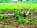 धानपिकाच्या रोवणीअभावी शेतजमिनी झाल्या कोरड्या - Marathi News | Due to lack of planting of paddy, the farm lands became dry | Latest gadchiroli News at Lokmat.com