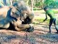 कमलापूरचे हत्ती आठ दिवस वैद्यकीय रजेवर - Marathi News | Elephants of Kamalapur on eight days medical leave | Latest gadchiroli News at Lokmat.com