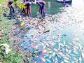 रिसामा तलावातील हजारो माशांचा मृत्यू - Marathi News | Thousands of fish in the Risama lake die | Latest gondia News at Lokmat.com