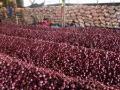 निर्यात बंदी उठविल्यामुळे कांद्याच्या भावात मोठी वाढ - Marathi News | Large increase in onion prices due to lifting of export ban | Latest nashik News at Lokmat.com