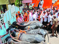 ‘गोकुळ’च्या पशुखाद्य दरवाढीवरून संताप - Marathi News | The anger of the cattle feed of Gokul | Latest kolhapur News at Lokmat.com