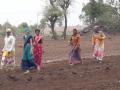मका, सोयाबीन पेरणीस प्रारंभ - Marathi News | Maize, soybean sowing start | Latest nashik News at Lokmat.com