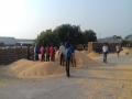 पाचोरा बाजार समितीत मक्याची प्रचंड आवक - Marathi News |  Wheat Massive Arrivals at Pachora Market Committee | Latest jalgaon News at Lokmat.com