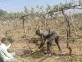 दोन एकर द्राक्षबागेवर चालविली कुºहाड - Marathi News | Two acres of honey run on a vineyard | Latest nashik News at Lokmat.com