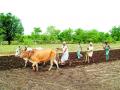 खामखेडा परिसरात शेतकामांना वेग - Marathi News | Accelerate farming in Khamkheda area | Latest nashik News at Lokmat.com