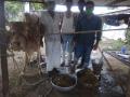 गाईच्या पोटातून काढले ३५ किलो प्लॅस्टिक - Marathi News | 35 kg plastic removed from cow's stomach | Latest nashik News at Lokmat.com