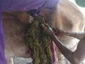 गाईच्या पोटातून काढले ३५ किलो प्लॅस्टिक - Marathi News | 35 kg plastic removed from cow's stomach | Latest nashik News at Lokmat.com