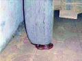 अपार्टमेंटमध्ये दुर्मीळ ‘पहाडी तस्कर’ - Marathi News | In the apartment, the rare 'Pahadi smuggler' | Latest nashik News at Lokmat.com