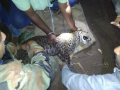 चोरजवाडीत मरणासन्न स्थितीत आढळलेल्या बिबट्याला जीवदान - Marathi News | Death of a leopard found in Chorajwadi | Latest satara News at Lokmat.com