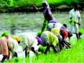 शेतमजुरांच्या कौशल्यआधारित प्रशिक्षणास सुरुवात - Marathi News | Commencement of skill based training of agricultural laborers | Latest nashik News at Lokmat.com