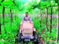 द्राक्ष उत्पादक धास्तावले ! - Marathi News | Grape growers scared! | Latest nashik News at Lokmat.com