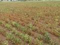 सोयाबीनचे पिक वाचविण्यासाठी कृषी अधिकारी धावले मदतीला - Marathi News | Agriculture officials rushed to the rescue to save the soybean crop | Latest nashik News at Lokmat.com