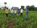 कसमादे पट्यात लष्करी अळीचा विळखा - Marathi News | Military larvae in the Kasmade belt | Latest nashik News at Lokmat.com