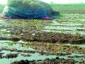 कालव्याच्या पाण्याचा शेतातील सोयाबीनच्या ढिगाला वेढा - Marathi News | Siege of soybeans in the canal water field | Latest vardha News at Lokmat.com