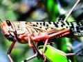 टोळधाड नियंत्रणासाठी सामूहिक प्रयत्नांची गरज - Marathi News | The need for collective efforts to control locusts | Latest vardha News at Lokmat.com