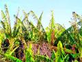 केळीच्या बागा करपल्या - Marathi News | We planted banana orchards | Latest vardha News at Lokmat.com