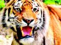 वाघाच्या हैदोसाने नारायणपूरवासी हैराण - Marathi News | Narayanpur residents harassed by tiger haidos | Latest vardha News at Lokmat.com