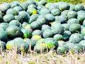 नेरमध्ये टरबुजाच्या पिकावर संक्रांत - Marathi News | Transformed into a watermelon crop in Ner | Latest yavatmal News at Lokmat.com