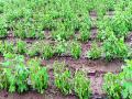 औरंगाबाद जिल्ह्यातील खरीप हंगामाचे उत्पादन घटणार - Marathi News | Production of kharif crops in Aurangabad district | Latest chhatrapati-sambhajinagar News at Lokmat.com