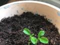 बावीस नव्हे, बारा महिन्यातच मिळतील संत्र्याची कलमे - Marathi News | You will get orange seedlings in twelve months, not twenty-two | Latest nagpur News at Lokmat.com