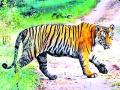 वर्धा व्याघ्र कॉरिडोर करण्याच्या हालचाली - Marathi News | Wardha Tiger Corridor Movement | Latest vardha News at Lokmat.com