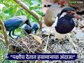 Birds and Rain : पक्षी देतात पावसाच्या आगमनाचे संकेत; वेगवेगळ्या पक्षांचे वेगवेगळे इशारे - Marathi News | Birds and Rain: Birds give signs of the arrival of rain; Different birds give different warnings | Latest agriculture News at Lokmat.com